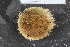 ( - ZMBN_106138)  @11 [ ] CreativeCommons - Attribution Non-Commercial Share-Alike (2016) University of Bergen Natural History Collections