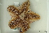  ( - ZMBN_106161)  @11 [ ] CreativeCommons - Attribution Non-Commercial Share-Alike (2016) University of Bergen Natural History Collections