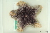  ( - ZMBN_106161)  @11 [ ] CreativeCommons - Attribution Non-Commercial Share-Alike (2016) University of Bergen Natural History Collections