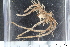  (Hathrometra tenella - ZMBN_106165)  @11 [ ] CreativeCommons - Attribution Non-Commercial Share-Alike (2016) University of Bergen Natural History Collections