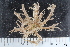  ( - ZMBN_106166)  @11 [ ] CreativeCommons - Attribution Non-Commercial Share-Alike (2016) University of Bergen Natural History Collections