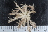  ( - ZMBN_106166)  @11 [ ] CreativeCommons - Attribution Non-Commercial Share-Alike (2016) University of Bergen Natural History Collections