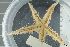  ( - ZMBN_106167)  @11 [ ] CreativeCommons - Attribution Non-Commercial Share-Alike (2016) University of Bergen Natural History Collections