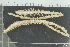  ( - ZMBN_106175)  @11 [ ] CreativeCommons - Attribution Non-Commercial Share-Alike (2016) University of Bergen Natural History Collections