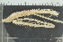  ( - ZMBN_106175)  @11 [ ] CreativeCommons - Attribution Non-Commercial Share-Alike (2016) University of Bergen Natural History Collections