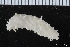  ( - ZMBN_106186)  @11 [ ] CreativeCommons - Attribution Non-Commercial Share-Alike (2016) University of Bergen Natural History Collections