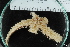  ( - ZMBN_106193)  @11 [ ] CreativeCommons - Attribution Non-Commercial Share-Alike (2016) University of Bergen Natural History Collections