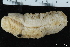  (Bathyplotes natans - ZMBN_106194)  @11 [ ] CreativeCommons - Attribution Non-Commercial Share-Alike (2016) University of Bergen Natural History Collections