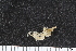  ( - ZMBN_106231)  @11 [ ] CreativeCommons - Attribution Non-Commercial Share-Alike (2016) University of Bergen Natural History Collections
