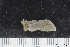  (Myriotrochus vitreus - ZMBN_106234)  @11 [ ] CreativeCommons - Attribution Non-Commercial Share-Alike (2016) University of Bergen Natural History Collections