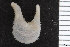  ( - ZMBN_106241)  @11 [ ] CreativeCommons - Attribution Non-Commercial Share-Alike (2016) University of Bergen Natural History Collections