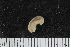  (Myriotrochus cf. rinkii - ZMBN_106242)  @11 [ ] CreativeCommons - Attribution Non-Commercial Share-Alike (2016) University of Bergen Natural History Collections