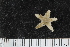  ( - ZMBN_106251)  @11 [ ] CreativeCommons - Attribution Non-Commercial Share-Alike (2016) University of Bergen Natural History Collections