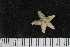  ( - ZMBN_106251)  @11 [ ] CreativeCommons - Attribution Non-Commercial Share-Alike (2016) University of Bergen Natural History Collections
