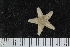  ( - ZMBN_106252)  @11 [ ] CreativeCommons - Attribution Non-Commercial Share-Alike (2016) University of Bergen Natural History Collections