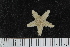  ( - ZMBN_106252)  @11 [ ] CreativeCommons - Attribution Non-Commercial Share-Alike (2016) University of Bergen Natural History Collections