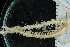  ( - ZMBN_106320)  @11 [ ] CreativeCommons - Attribution Non-Commercial Share-Alike (2016) University of Bergen Natural History Collections