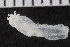  (Labidoplax media - ZMBN_106328)  @11 [ ] CreativeCommons - Attribution Non-Commercial Share-Alike (2016) University of Bergen Natural History Collections