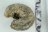  ( - ZMBN_106338)  @11 [ ] CreativeCommons - Attribution Non-Commercial Share-Alike (2016) University of Bergen Natural History Collections