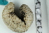  ( - ZMBN_106338)  @11 [ ] CreativeCommons - Attribution Non-Commercial Share-Alike (2016) University of Bergen Natural History Collections