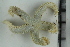  ( - ZMBN_106339)  @11 [ ] CreativeCommons - Attribution Non-Commercial Share-Alike (2016) University of Bergen Natural History Collections