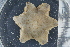  ( - ZMBN_106343)  @11 [ ] CreativeCommons - Attribution Non-Commercial Share-Alike (2016) University of Bergen Natural History Collections
