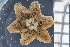  ( - ZMBN_106344)  @11 [ ] CreativeCommons - Attribution Non-Commercial Share-Alike (2016) University of Bergen Natural History Collections