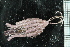 ( - ZMBN_106352)  @11 [ ] CreativeCommons - Attribution Non-Commercial Share-Alike (2016) University of Bergen Natural History Collections