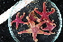  ( - ZMBN_106361)  @11 [ ] CreativeCommons - Attribution Non-Commercial Share-Alike (2016) University of Bergen Natural History Collections