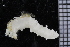  ( - ZMBN_106364)  @11 [ ] CreativeCommons - Attribution Non-Commercial Share-Alike (2016) University of Bergen Natural History Collections