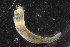  ( - ZMBN_106410)  @11 [ ] CreativeCommons - Attribution Non-Commercial Share-Alike (2018) University of Bergen Natural History Collections