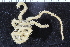  ( - ZMBN_107477)  @11 [ ] CreativeCommons - Attribution Non-Commercial Share-Alike (2018) University of Bergen Natural History Collections