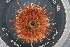  ( - ZMBN_107479)  @11 [ ] CreativeCommons - Attribution Non-Commercial Share-Alike (2018) University of Bergen Natural History Collections