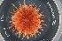  ( - ZMBN_107479)  @11 [ ] CreativeCommons - Attribution Non-Commercial Share-Alike (2018) University of Bergen Natural History Collections