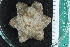  ( - ZMBN_112707)  @11 [ ] CreativeCommons - Attribution Non-Commercial Share-Alike (2019) University of Bergen Natural History Collections
