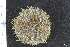  ( - ZMBN_112710)  @11 [ ] CreativeCommons - Attribution Non-Commercial Share-Alike (2019) University of Bergen Natural History Collections