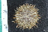  ( - ZMBN_112713)  @11 [ ] CreativeCommons - Attribution Non-Commercial Share-Alike (2019) University of Bergen Natural History Collections
