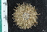  ( - ZMBN_112713)  @11 [ ] CreativeCommons - Attribution Non-Commercial Share-Alike (2019) University of Bergen Natural History Collections