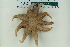  ( - ZMBN_116590)  @11 [ ] CreativeCommons - Attribution Non-Commercial Share-Alike (2017) University of Bergen Natural History Collections