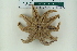  ( - ZMBN_116590)  @11 [ ] CreativeCommons - Attribution Non-Commercial Share-Alike (2017) University of Bergen Natural History Collections