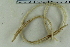  ( - ZMBN_116592)  @11 [ ] CreativeCommons - Attribution Non-Commercial Share-Alike (2017) University of Bergen Natural History Collections