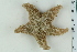  ( - ZMBN_116594)  @11 [ ] CreativeCommons - Attribution Non-Commercial Share-Alike (2017) University of Bergen Natural History Collections