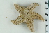  ( - ZMBN_116594)  @11 [ ] CreativeCommons - Attribution Non-Commercial Share-Alike (2017) University of Bergen Natural History Collections