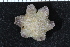  ( - ZMBN_116595)  @11 [ ] CreativeCommons - Attribution Non-Commercial Share-Alike (2017) University of Bergen Natural History Collections