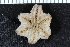  ( - ZMBN_116595)  @11 [ ] CreativeCommons - Attribution Non-Commercial Share-Alike (2017) University of Bergen Natural History Collections