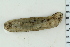  ( - ZMBN_116596)  @11 [ ] CreativeCommons - Attribution Non-Commercial Share-Alike (2017) University of Bergen Natural History Collections