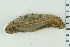  ( - ZMBN_116596)  @11 [ ] CreativeCommons - Attribution Non-Commercial Share-Alike (2017) University of Bergen Natural History Collections