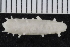  ( - ZMBN_116601)  @11 [ ] CreativeCommons - Attribution Non-Commercial Share-Alike (2017) University of Bergen Natural History Collections