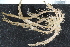  ( - ZMBN_116614)  @11 [ ] CreativeCommons - Attribution Non-Commercial Share-Alike (2017) University of Bergen Natural History Collections