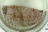  ( - ZMBN_116615)  @11 [ ] CreativeCommons - Attribution Non-Commercial Share-Alike (2017) University of Bergen Natural History Collections